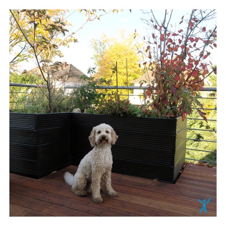 Cooper auf der Terrasse